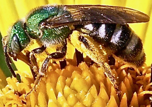 Bi-colored Striped Sweat Bee (Agapostemon virescens)